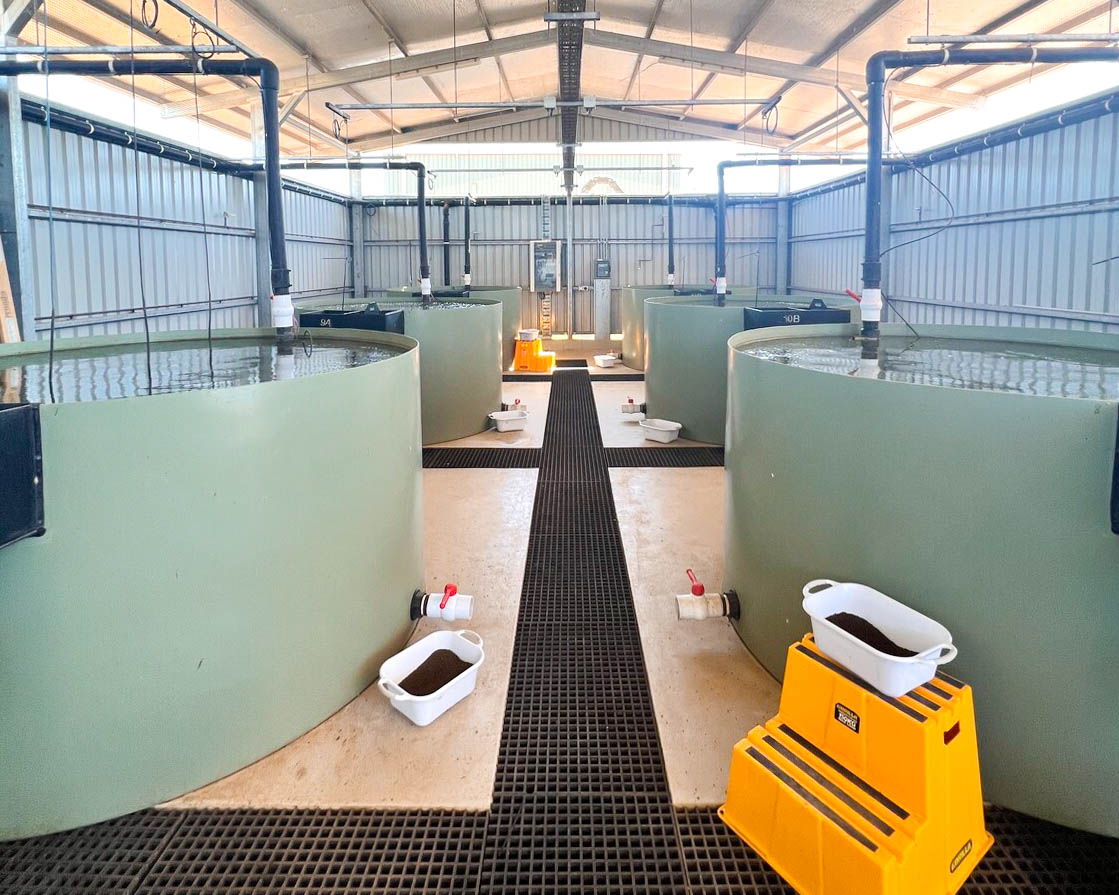 Building the largest aquaculture business in Australia